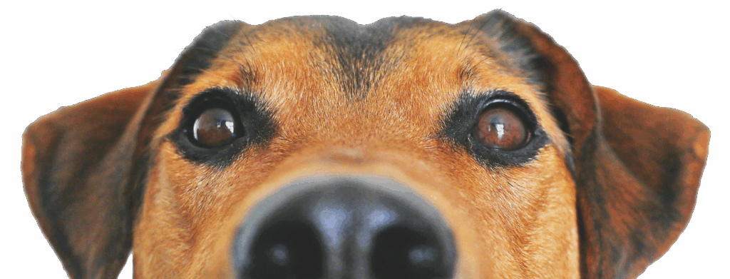 Cane