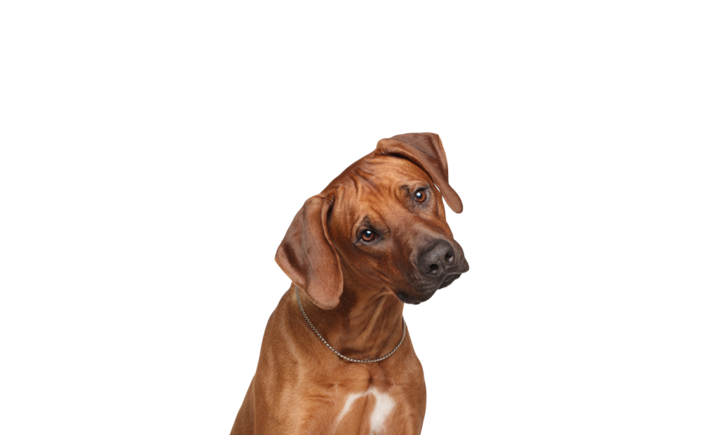 Cane