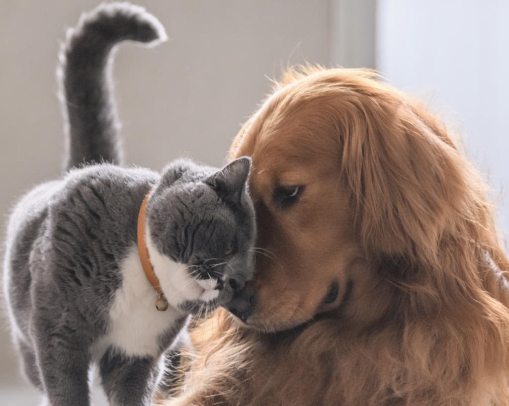 corso per diventare volontari della Divisione Veterinaria