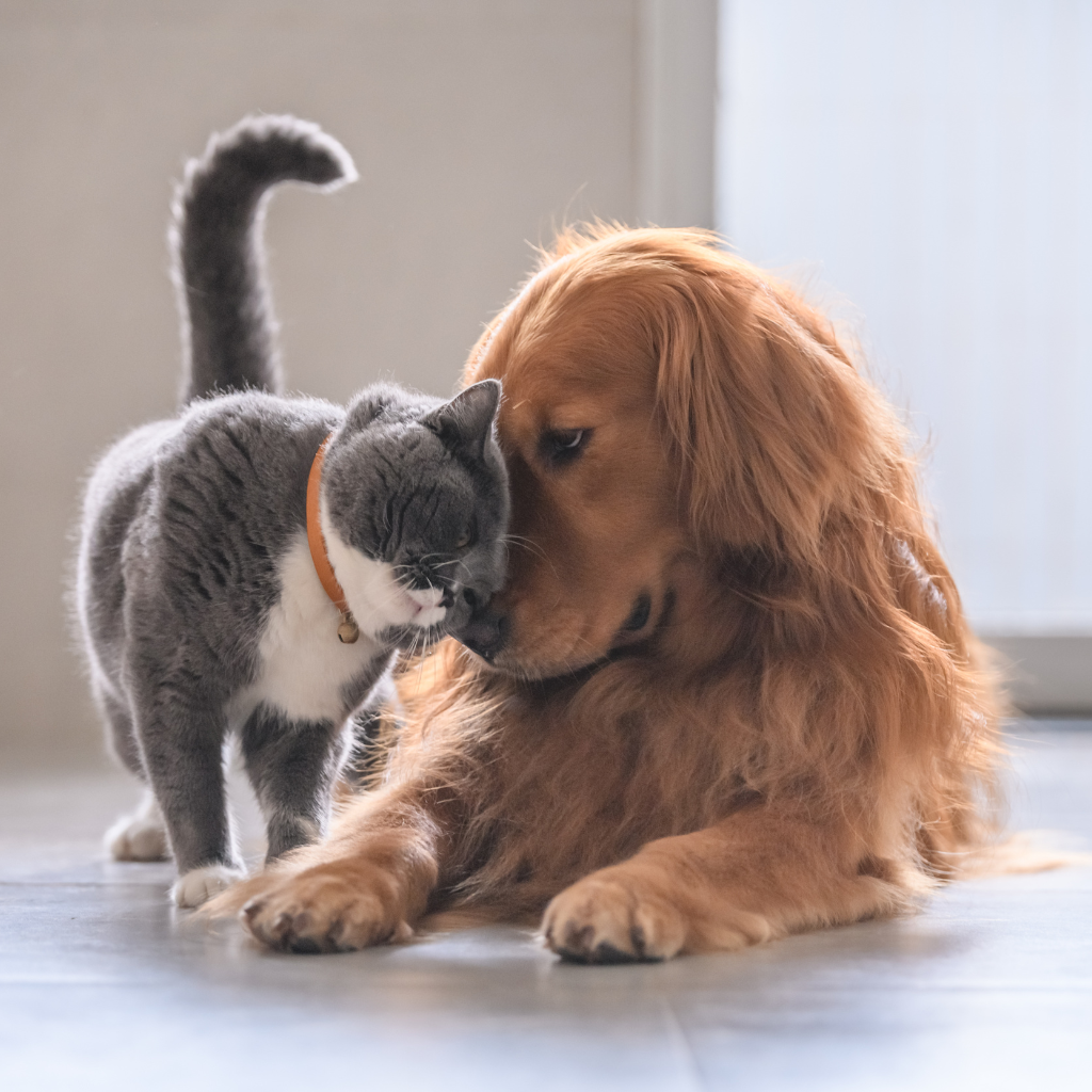Riparte il corso per diventare volontari della Divisione Veterinaria